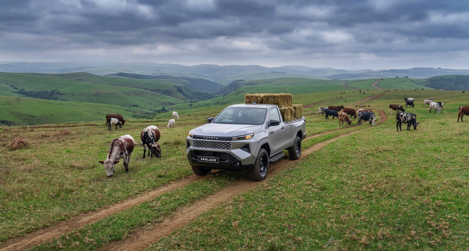 A silver new Toyota Hilux Single Cab with hay bales on the back, driving past cattle on a green farm.